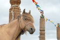 Yakut horses in Oymyakon Royalty Free Stock Photo